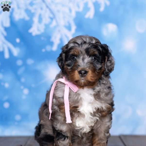 Layla, Mini Bernedoodle Puppy